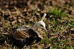 junger Blau Indischer Pfau