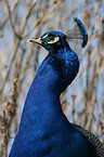 Blau indischer Pfau Portrait