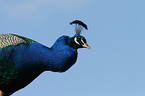 Blau indischer Pfau Portrait