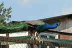 Blau indischer Pfau