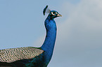 Blau indischer Pfau Portrait