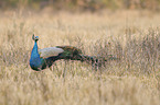 Blau indischer Pfau