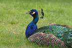 Blau indischer Pfau