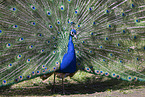 Blau indischer Pfau