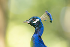 Blau indischer Pfau