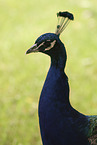 Blau indischer Pfau