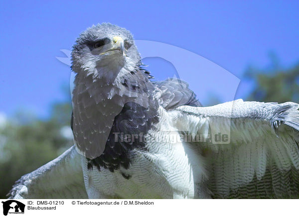 Blaubussard / blue buzzard / DMS-01210