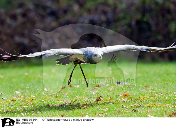 Blaubussard / black-chested buzzard / MBS-07364