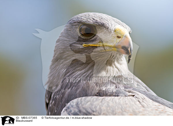 Blaubussard / black-chested buzzard / MBS-07365