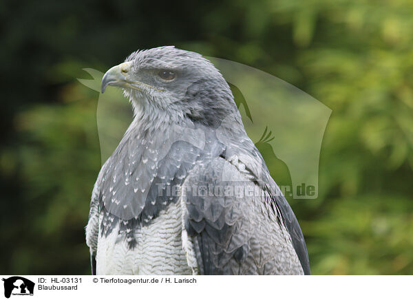 Blaubussard / black buzzard-eagle / HL-03131