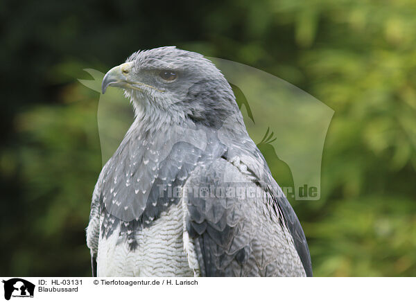 Blaubussard / HL-03131