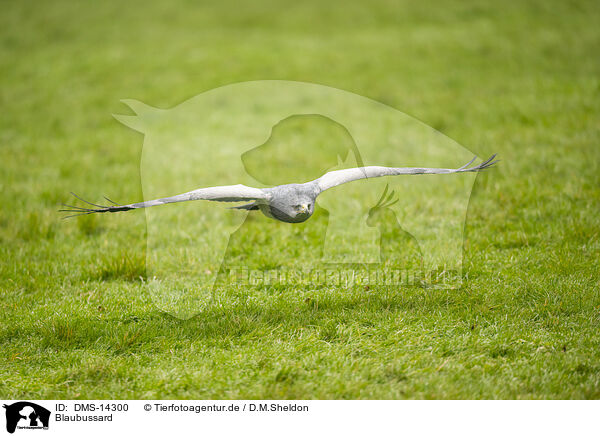 Blaubussard / black-chested buzzard-eagle / DMS-14300
