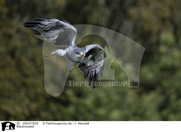 Blaubussard / black buzzard-eagle / JOH-01835