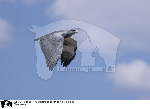 Blaubussard / black buzzard-eagle / JOH-01838