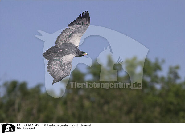 Blaubussard / black buzzard-eagle / JOH-01842