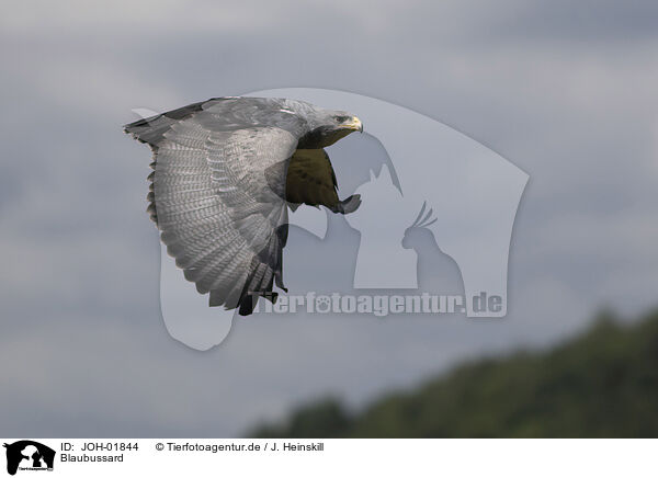 Blaubussard / black buzzard-eagle / JOH-01844