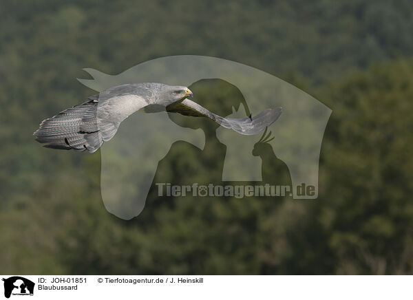 Blaubussard / black buzzard-eagle / JOH-01851