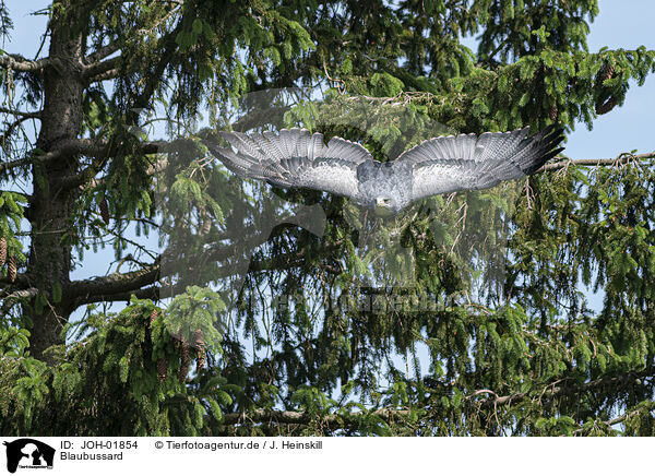 Blaubussard / black buzzard-eagle / JOH-01854
