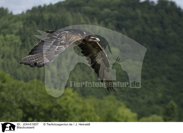 Blaubussard / black buzzard-eagle / JOH-01857