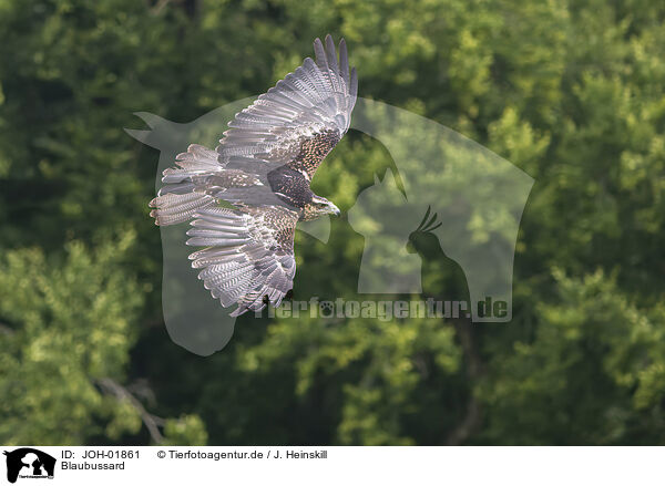 Blaubussard / black buzzard-eagle / JOH-01861