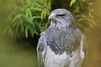 Blaubussard