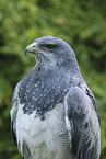 Blaubussard