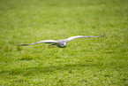 Blaubussard