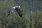 Blaubussard
