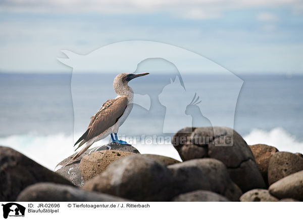 Blaufutlpel / blue-footed booby / JR-02696