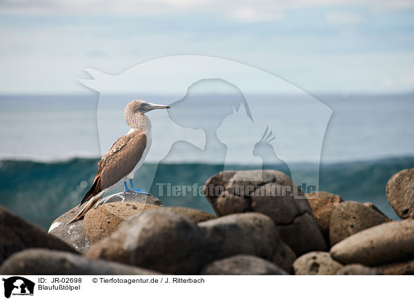 Blaufutlpel / blue-footed booby / JR-02698