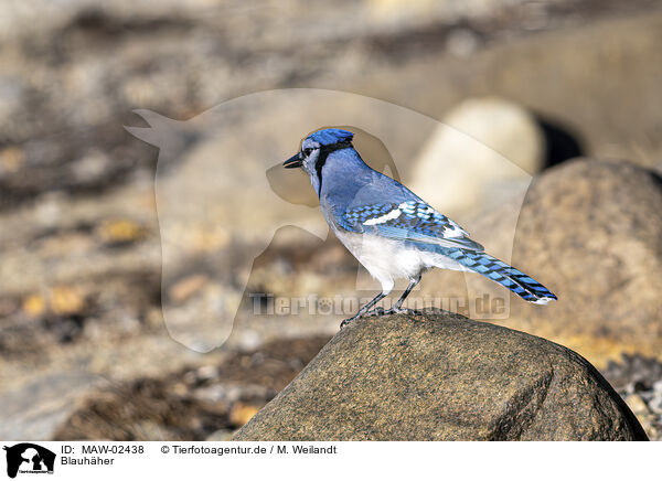 Blauh�her / MAW-02438