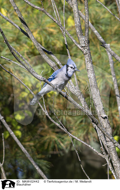 Blauh�her / blue, jay / MAW-02442