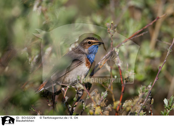 Blaukehlchen / SO-02229