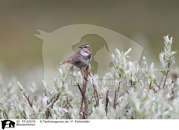 Blaukehlchen / bluethroat / FF-02079