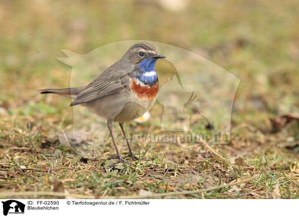 Blaukehlchen / FF-02590