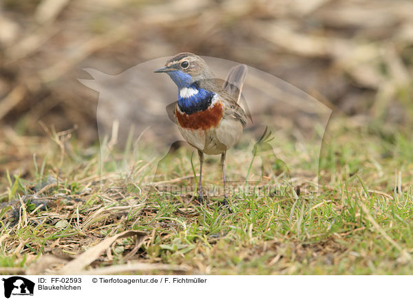 Blaukehlchen / bluethroat / FF-02593