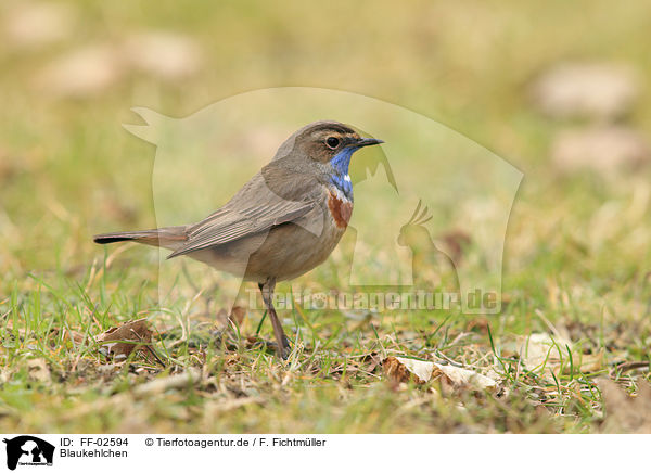 Blaukehlchen / bluethroat / FF-02594