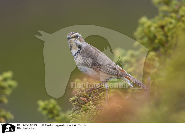 Blaukehlchen / bluethroat / AT-01813