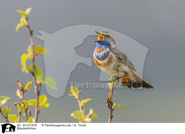 Blaukehlchen / AT-01816
