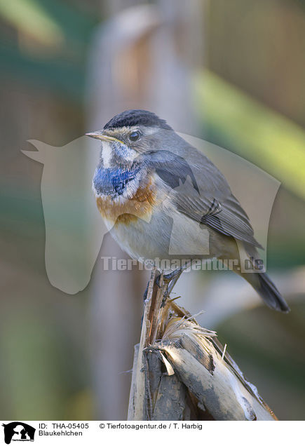 Blaukehlchen / bluethroat / THA-05405