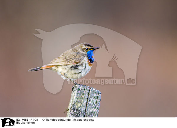 Blaukehlchen / bluethroat / MBS-14108