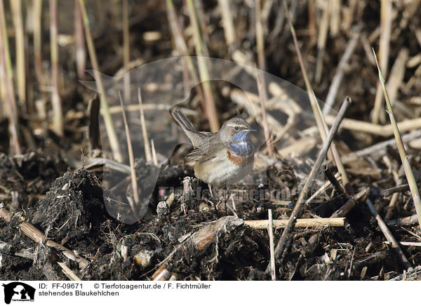 stehendes Blaukehlchen / standing Bluethroat / FF-09671