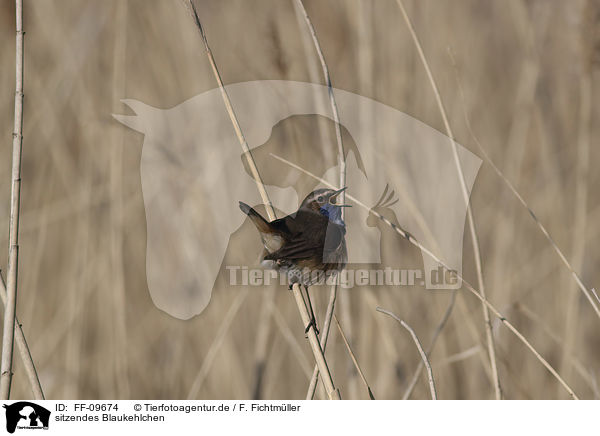 sitzendes Blaukehlchen / sitting Bluethroat / FF-09674