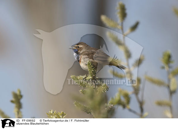 sitzendes Blaukehlchen / sitting Bluethroat / FF-09692