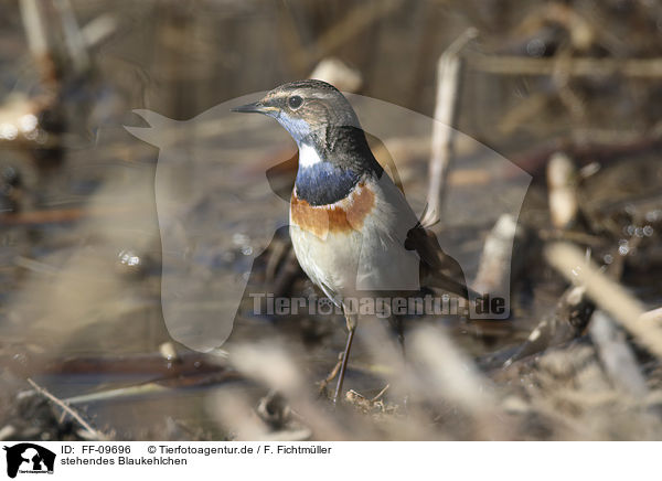stehendes Blaukehlchen / standing Bluethroat / FF-09696