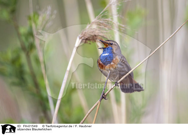 sitzendes Blaukehlchen / sitting Bluethroat / FH-01549