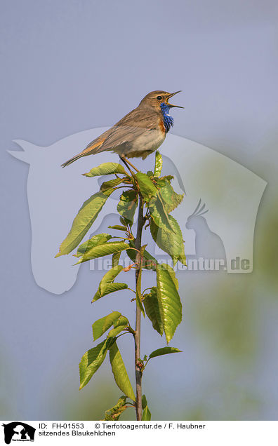 sitzendes Blaukehlchen / FH-01553