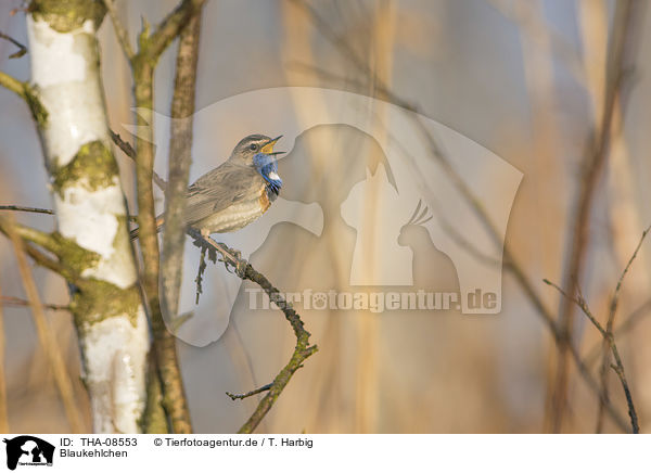 Blaukehlchen / bluethroat / THA-08553