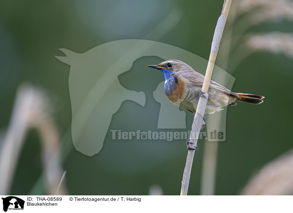 Blaukehlchen / bluethroat / THA-08589