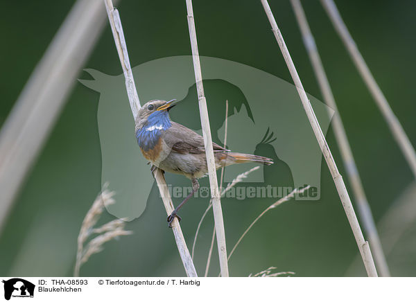 Blaukehlchen / bluethroat / THA-08593